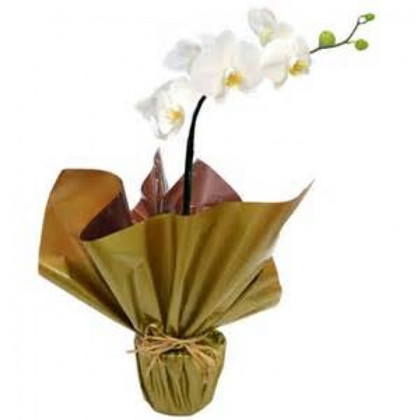 Orquídeas Nobres