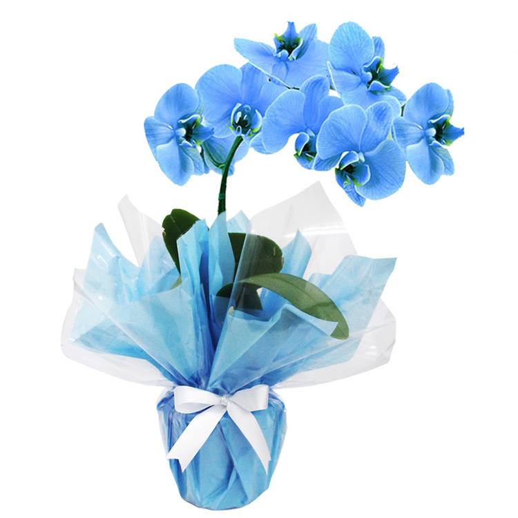 Orquídea Phalaenópolis Azul Natural- Floricultura Cesta e Flor